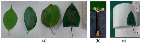A Design of a Leaf-Shaped Biomimetic Flexible Wideband Antenna