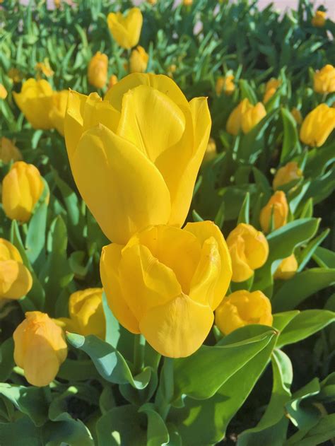 Free Images : tulips, flowers, nature, spring, beautiful, colorful ...