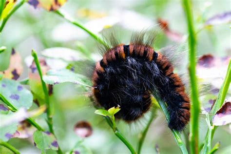 Woolly Bear Caterpillar Insect Facts - Pyrrharctia isabella - A-Z Animals