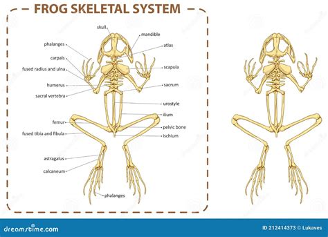 Frog Skeletal System Skull