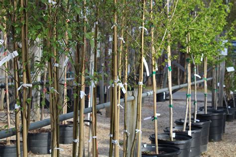 MEET REGGIE MEEHAN OF MARTIN GARDEN CENTER - Greenville360