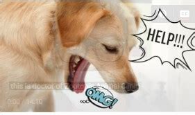 Boxer Dogs Throw Up 的图像结果