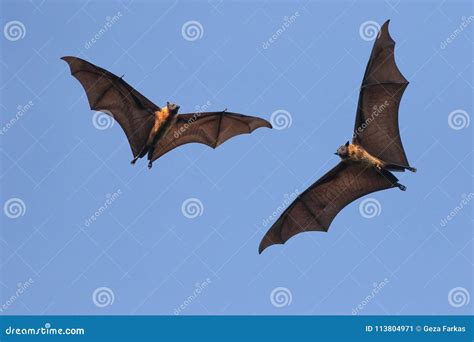 Two Giant Indian Flying Fox Bats on the Fly, Pteropus Giganteu Stock ...