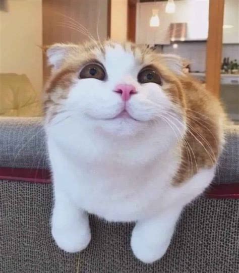 81 Smile Cute Cat Meme