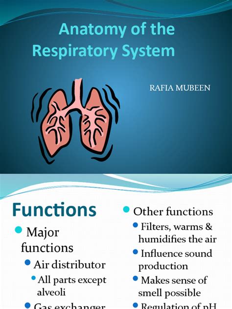 Anatomy of The Respiratory System | PDF | Lung | Respiratory Tract
