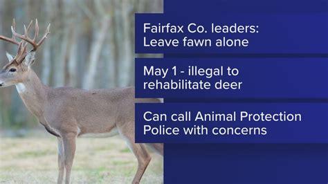 Leave baby fawns alone, Fairfax Co. Police warn | wusa9.com