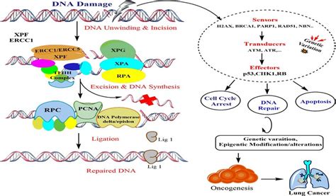 Steps to DNA Repair 的图像结果