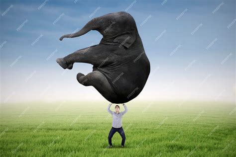 How Heavy Is Elephant