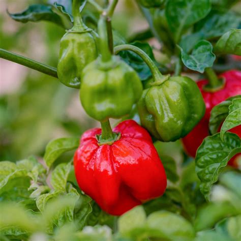 Scotch Bonnet Chilli Pepper Plant | Capsicum chinense 'Caribbean Antil ...