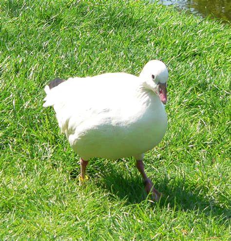 8 Types Of Geese In South Carolina (Photo And ID Guide)