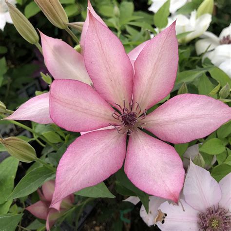 Clematis GISELLE - Buy Clematis Perennials Online