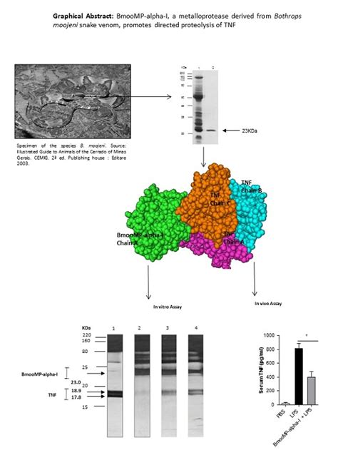 Interaction between TNF and BmooMP-Alpha-I, a Zinc Metalloprotease ...