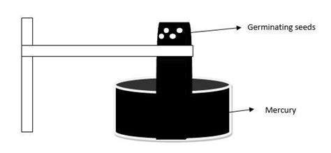 explain with an activity that carbon dioxide is released in the process ...