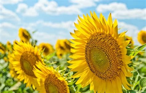 Flower Gardening Tips For Beginners