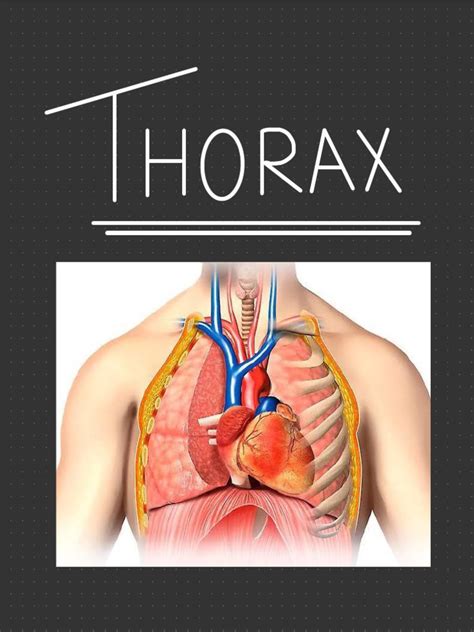 Thorax Function 的图像结果
