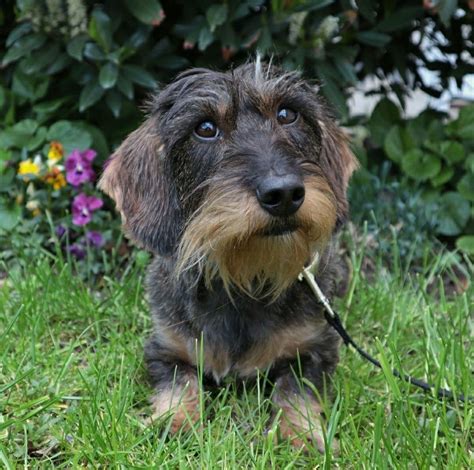 Dachshund Wirehaired | Wire haired dachshund, Dachshund temperament ...