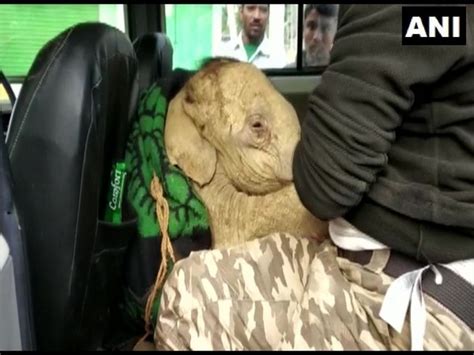 Injured elephant calf resued from Assam's Udmari village