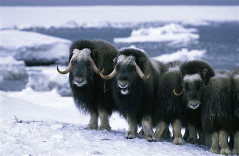 94 Animal Adaptations In The Tundra | Queorpsblog