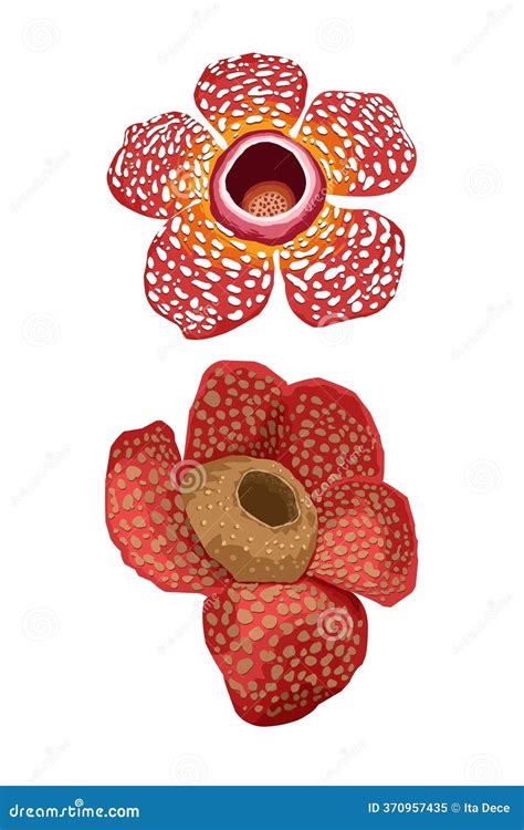Rafflesia Arnoldii Flower Blooming Showing Petals And Hole Cartoon ...