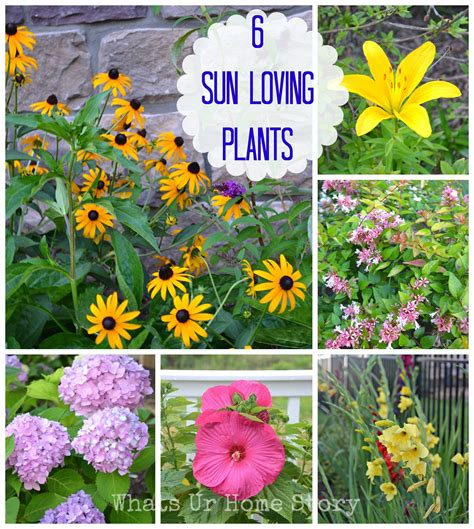 Garden Talk - 6 Sun Loving Plants | Whats Ur Home Story | Sun loving ...