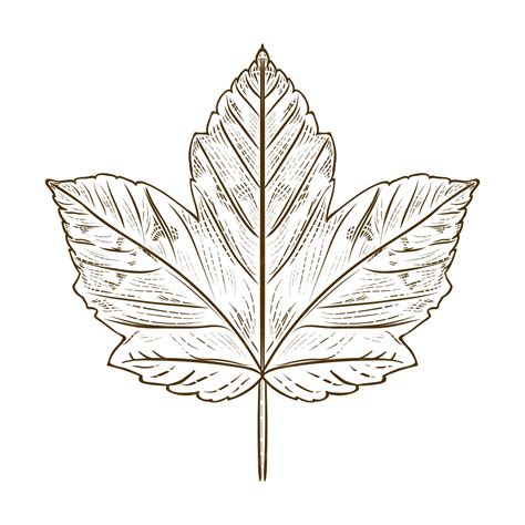 Premium Vector | Maple leaf draw engraving