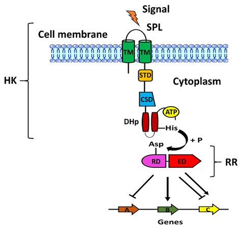 In Vivo Role of Two-Component Regulatory Systems in Models of Urinary ...