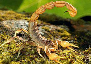 10 facts about rats - Animals | National Geographic Kids