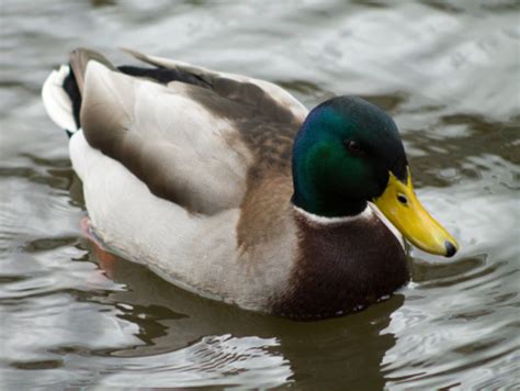 Image result for Animals Using Sign Language
