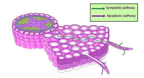 Important Diagrams: Transport in Plants (Old NCERT) - Crash Course for ...