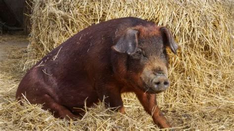 Discovering the Duroc Pig | History, Characteristics, and Care Tips ...
