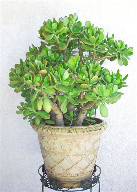 How to Care for a Jade Plant | Jade plants, Jade plant care, How to ...
