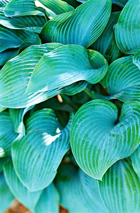 Hosta
