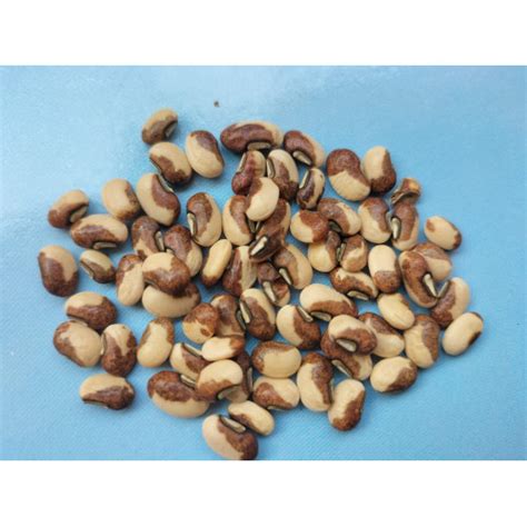 Buy Cowpea Seeds online in India