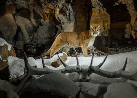 Yellowstone National Park: Threatened Species Are Thriving in Yellowstone. Now What ...