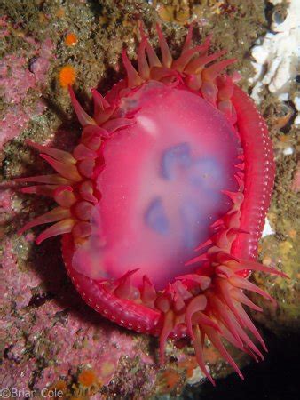 Breakwater Scuba (Monterey) - What to Know BEFORE You Go