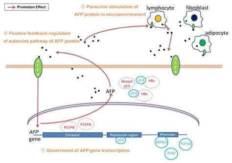 The Emerging Influences of Alpha-Fetoprotein in the Tumorigenesis and ...