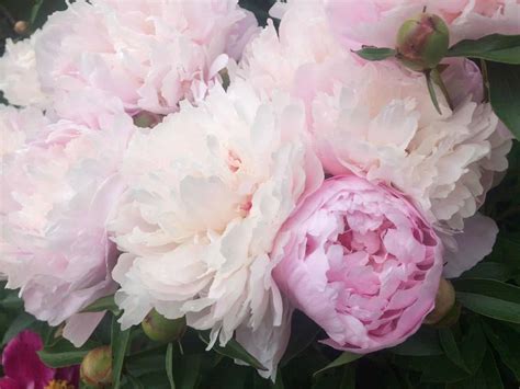 Shirley Temple peony 🌸 Explore the timeless grace and charming blooms ...