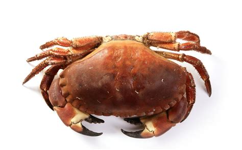 今年你买的阳澄湖大闸蟹可能是假的 真蟹还没长大 - 网络趣闻 - cnBeta.COM
