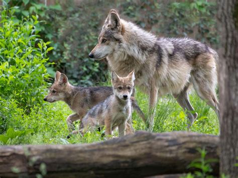 Mexican Wolf | Endangered Wolf Center