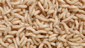 Where do maggots come from? How to kill, and get rid of the pests.