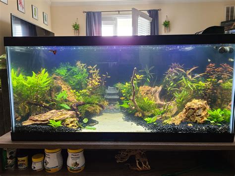 20 Gallon vs 40 Gallon Tank Comparison For Beginners - Aquarium Tanks ...