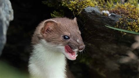 Weasel Teeth