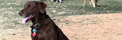 Dog Exercise Area | Gaithersburg, MD
