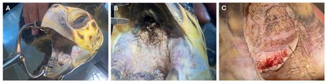 Traumatic Oral Lesions in Loggerhead Sea Turtles (Caretta caretta ...