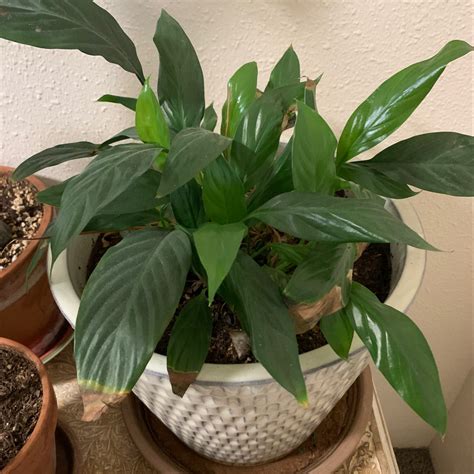 Why Are My Peace Lily Leaves Mushy?