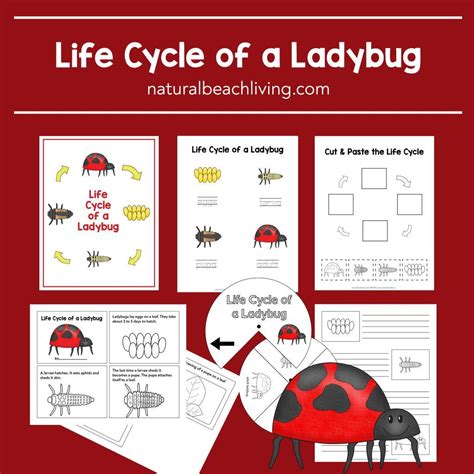 Image result for Ladybug Life Cycle Printable