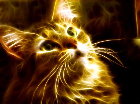 Image result for fire cat