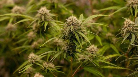 Death Star Strain Review: Effects, Flavors & Growing Tips – Hey abby