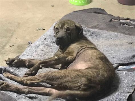 In Pics: From street dog on the brink of death to finding his forever home!