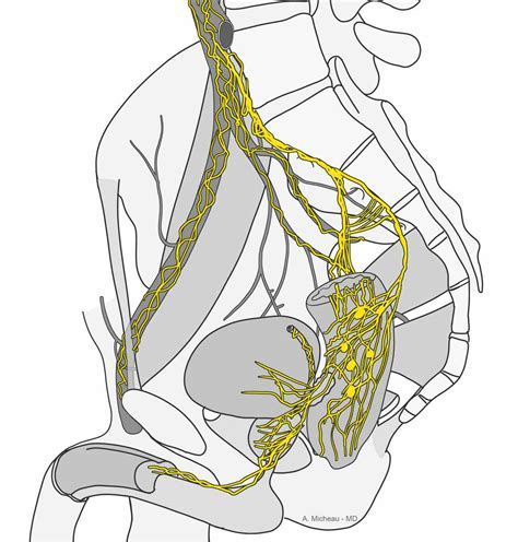 Pelvic plexuses - e-Anatomy - IMAIOS